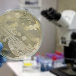 Candida auris: el hongo resistente que preocupa a los hospitales por su rápida expansión